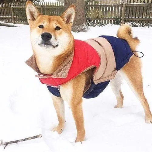 Colorblock Dog Puffer Coat
